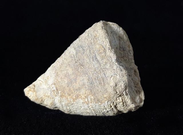 Calceola sandalina (LINNAEUS 1771) - Bild © FossNet FossilienStore